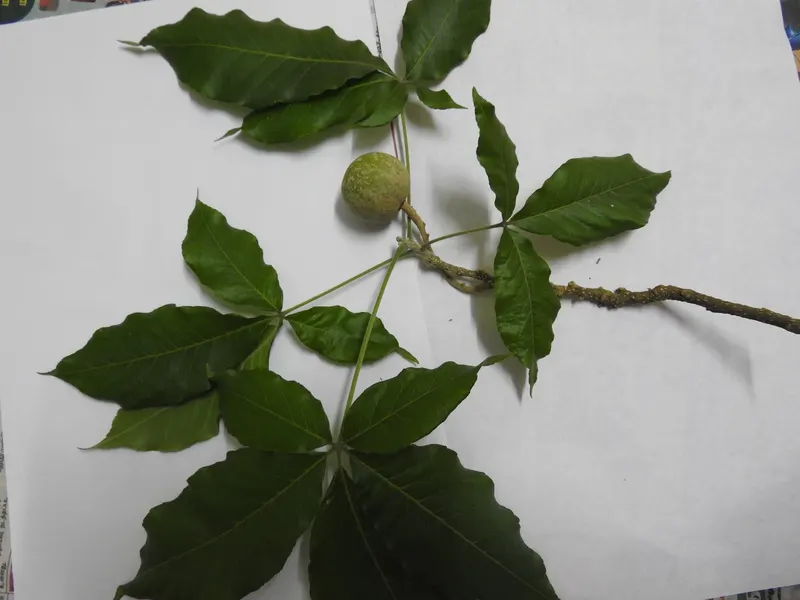 White sapote tree showing leafy branches and green fruit where visible.