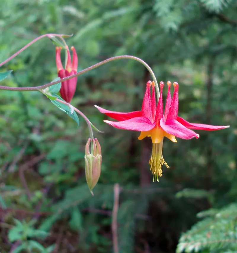 Wild columbine showing delicate leaves and nodding red-yellow flowers.