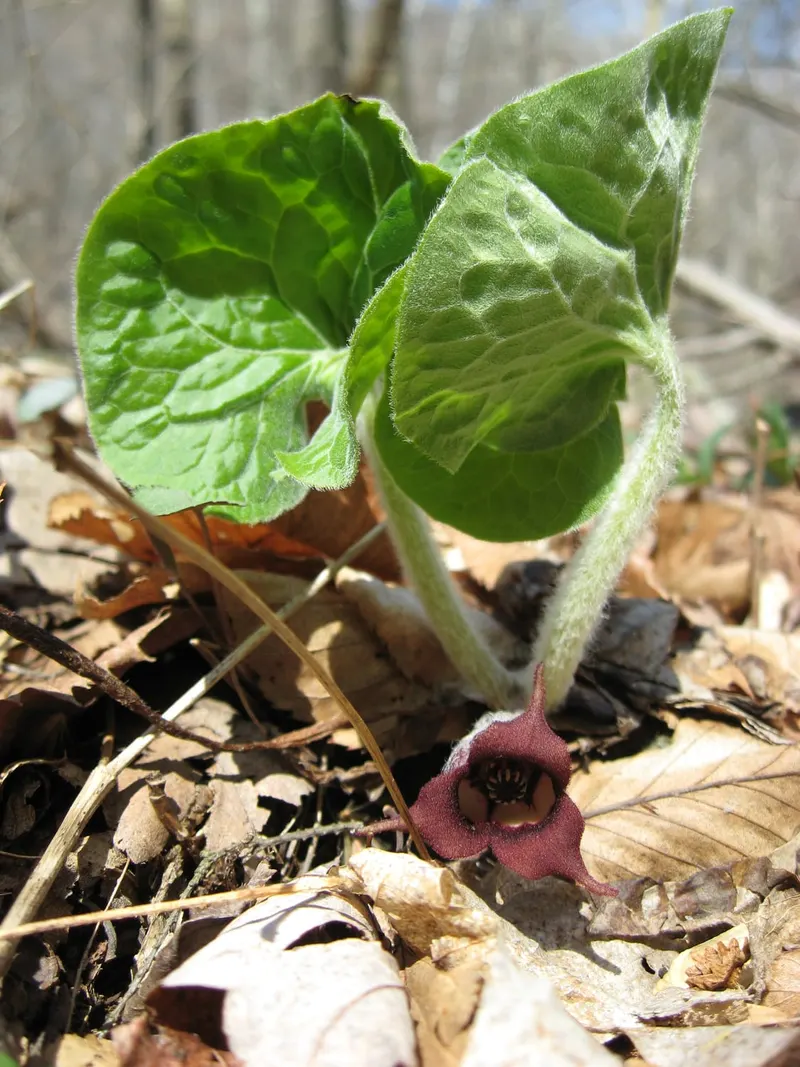 Canadian wild ginger showing heart-shaped leaves and low woodland growth.