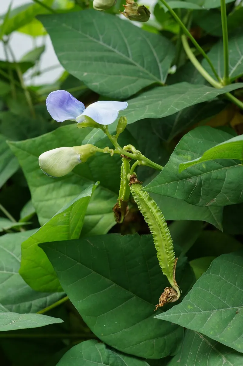 Winged bean plant showing foliage and plant structure.