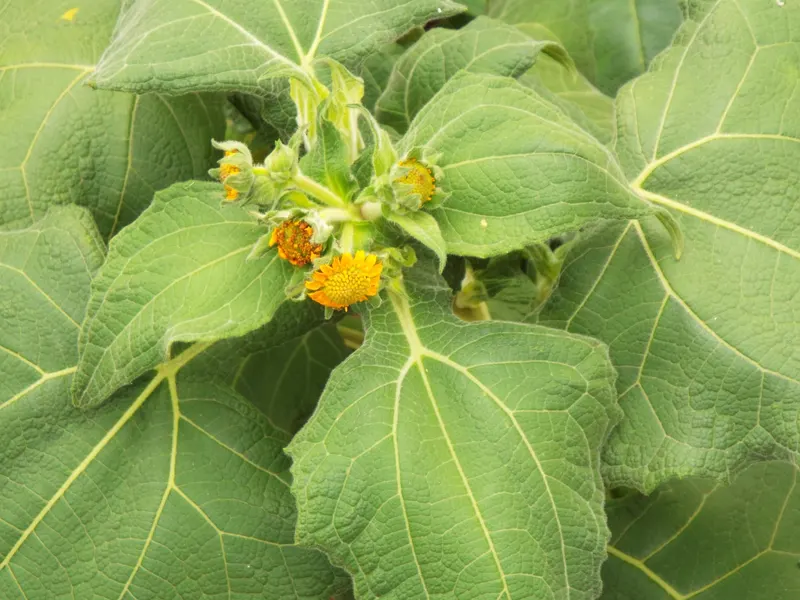 Yacon plant showing large leaves, stems, and yellow flowers where visible.