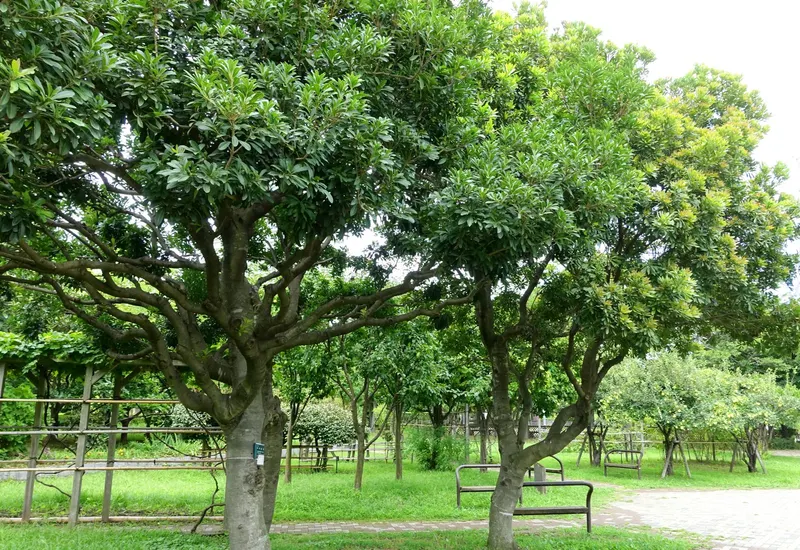 Yangmei Chinese bayberry tree showing foliage and plant structure.