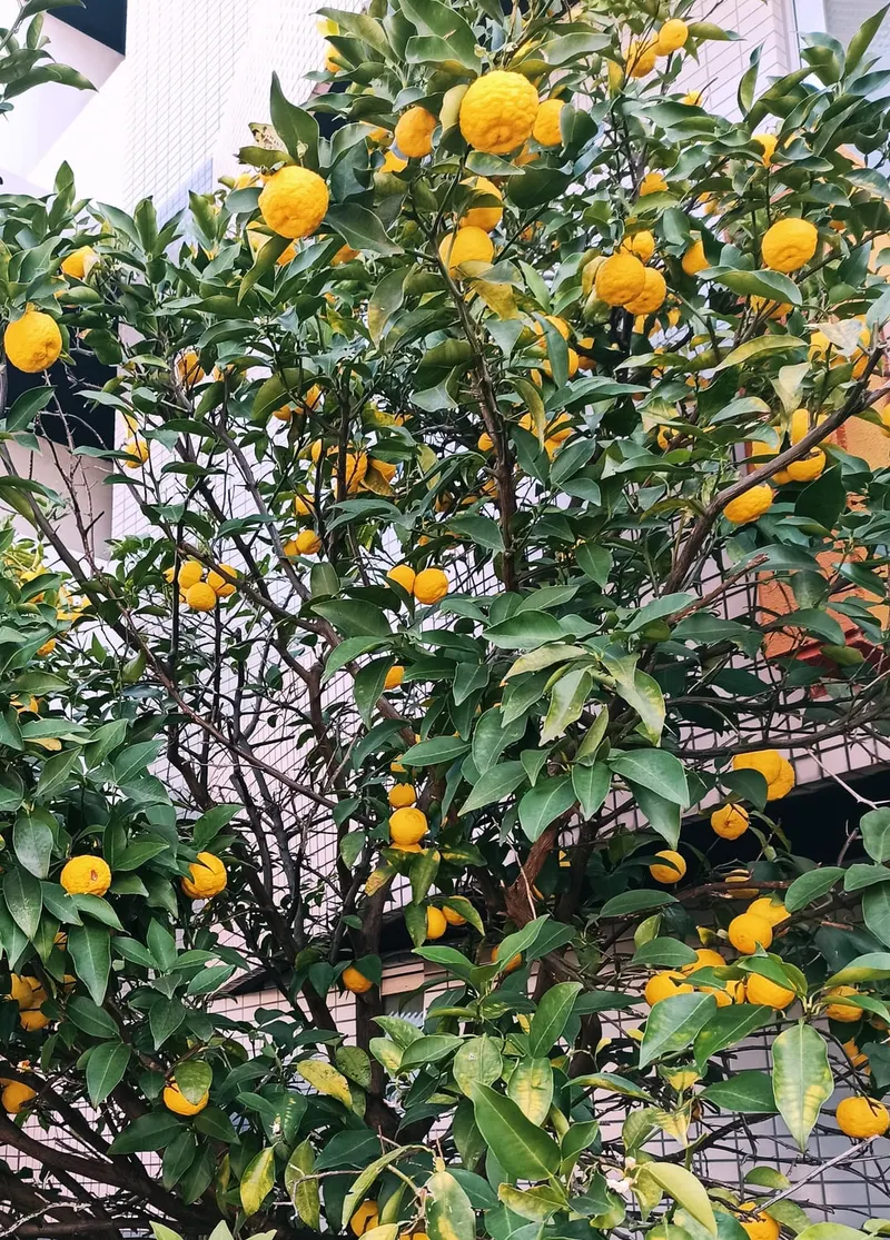Changsha mandarin plant showing foliage and plant structure.