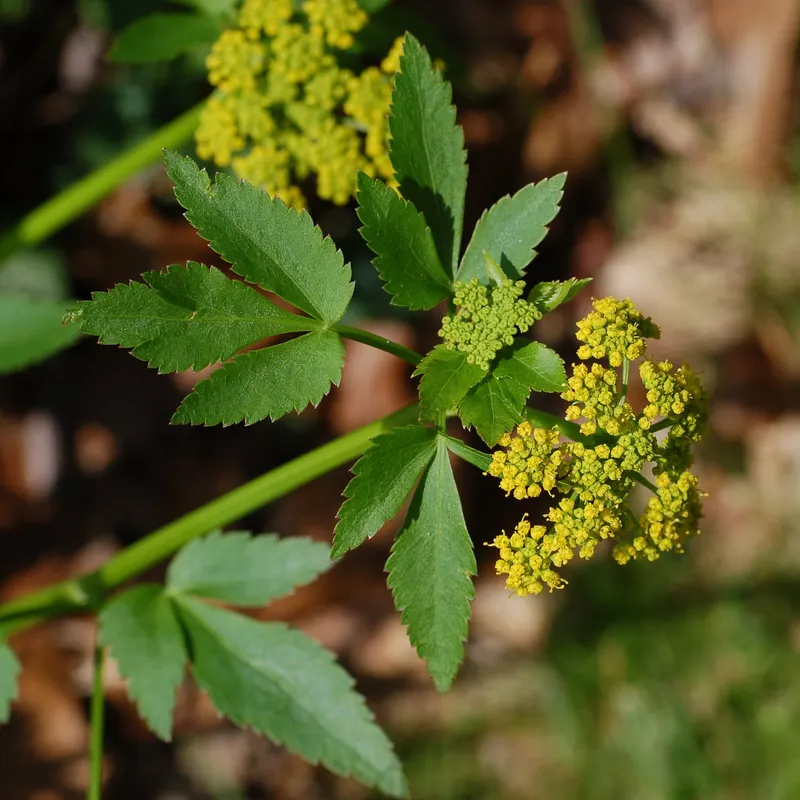 Golden Alexanders showing compound leaves and yellow umbels.